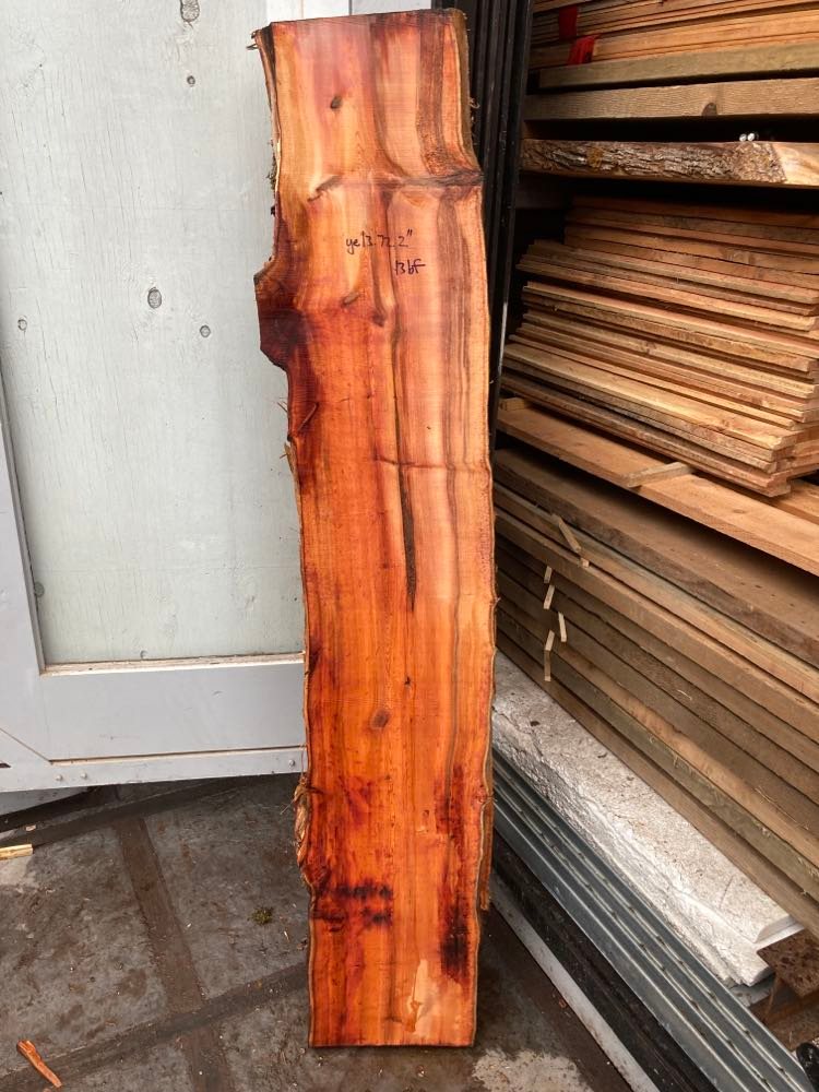 Pacific Yew